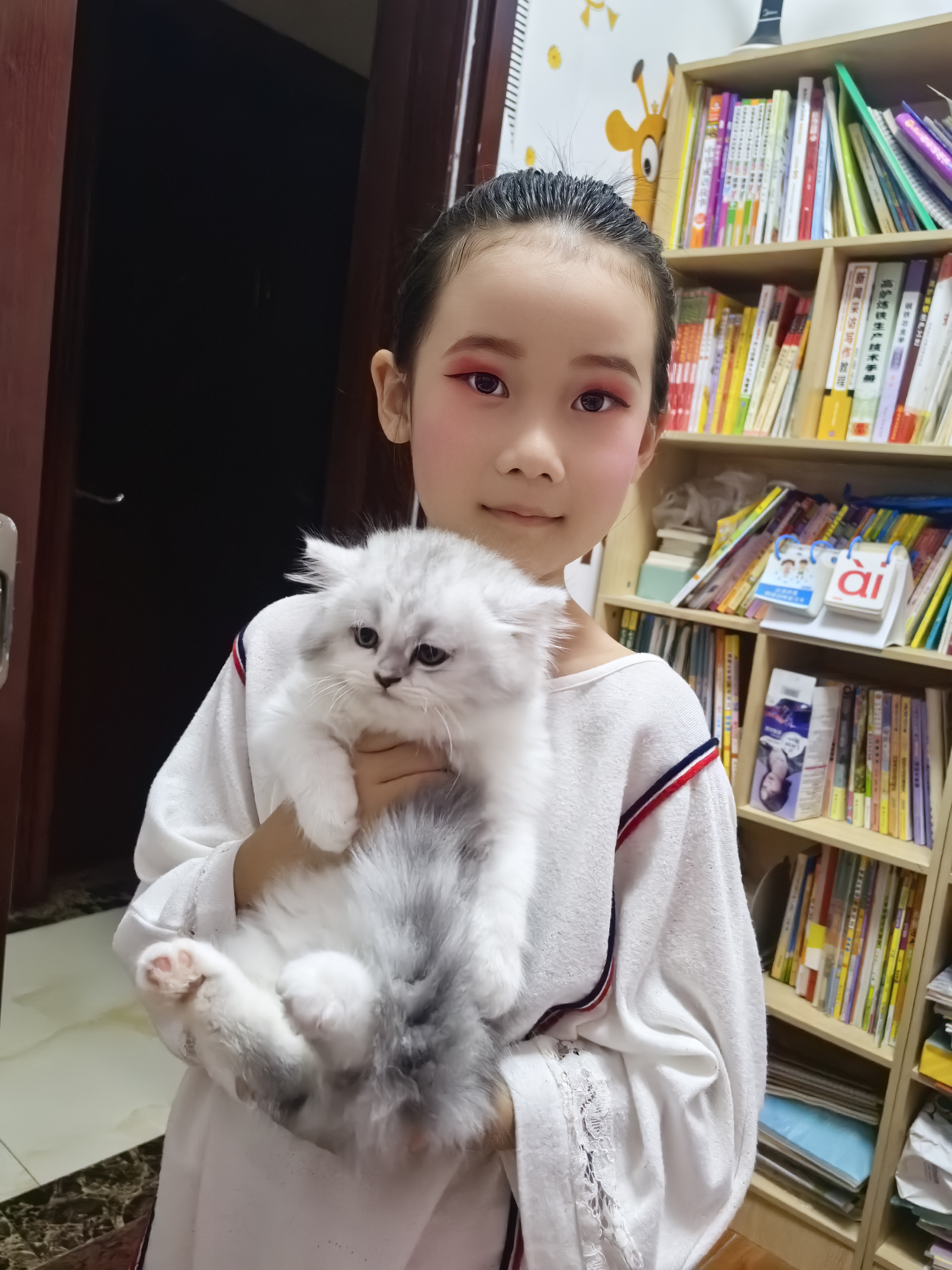 肥仔，2个多月，已断奶的小萌猫，银渐层，性格温顺。